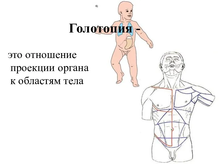 Голотопия - это отношение проекции органа к областям тела