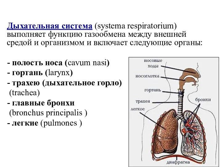Дыхательная система (systema respiratorium) выполняет функцию газообмена между внешней средой и организмом и