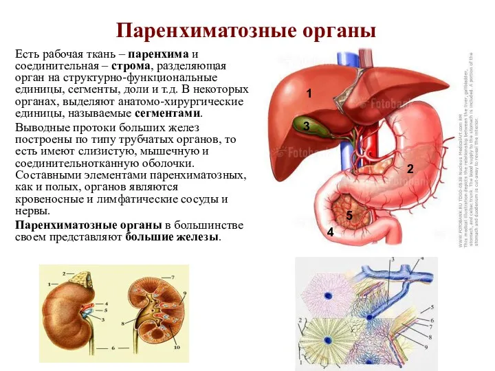 Паренхиматозные органы Есть рабочая ткань – паренхима и соединительная – строма, разделяющая орган