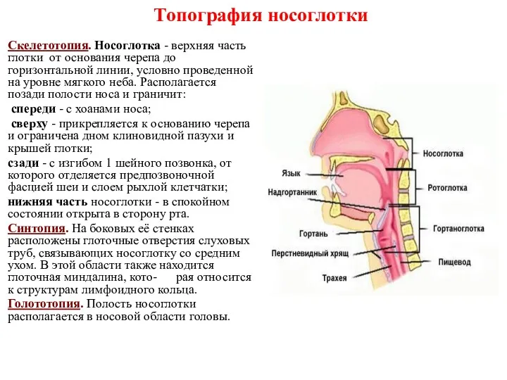 Скелетотопия. Носоглотка - верхняя часть глотки от основания черепа до горизонтальной линии, условно