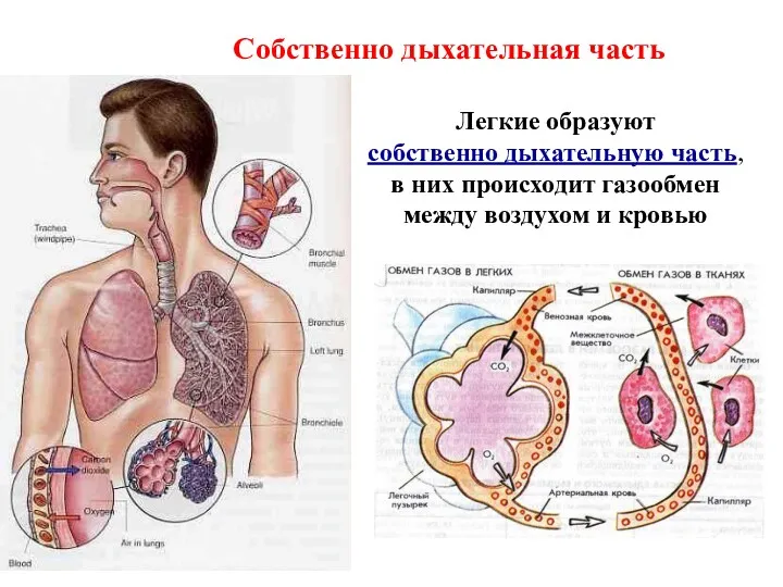 Собственно дыхательная часть Легкие образуют собственно дыхательную часть, в них происходит газообмен между воздухом и кровью