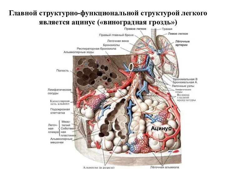 Главной структурно-функциональной структурой легкого является ацинус («виноградная гроздь») Ацинус