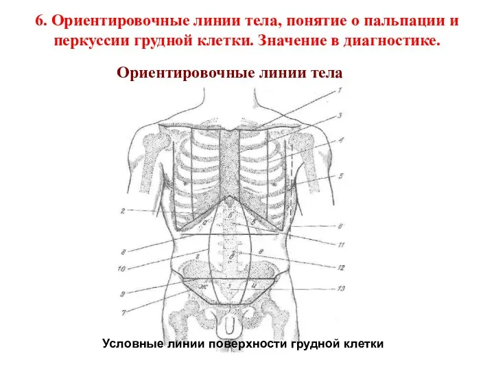 6. Ориентировочные линии тела, понятие о пальпации и перкуссии грудной клетки. Значение в