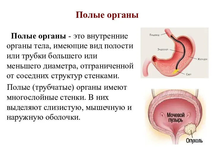 Полые органы Полые органы - это внутренние органы тела, имеющие вид полости или
