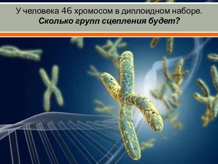 У человека 46 хромосом в диплоидном наборе. Сколько групп сцепления будет?