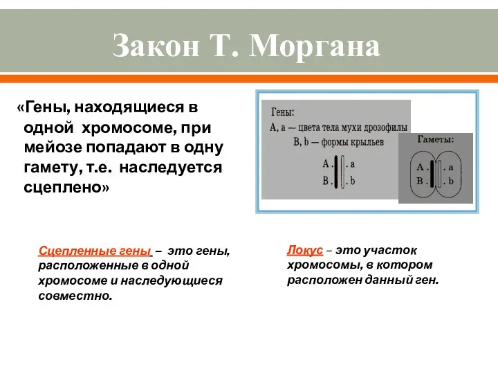 Закон Т. Моргана «Гены, находящиеся в одной хромосоме, при мейозе попадают в одну