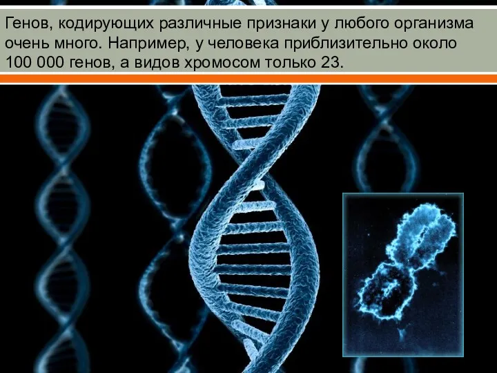 Генов, кодирующих различные признаки у любого организма очень много. Например, у человека приблизительно