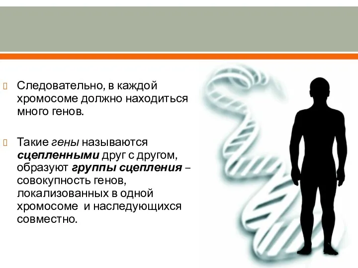 Следовательно, в каждой хромосоме должно находиться много генов. Такие гены называются сцепленными друг
