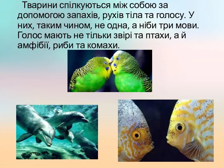 Тварини спілкуються між собою за допомогою запахів, рухів тіла та