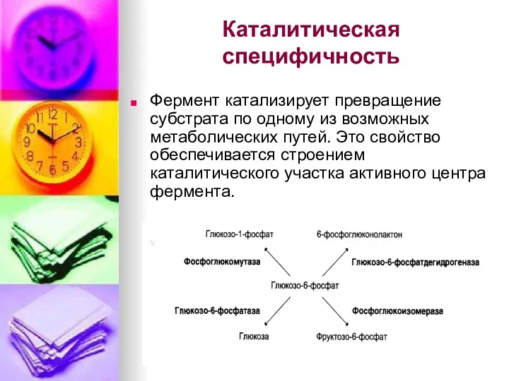 Каталитическая специфичность Фермент катализирует превращение субстрата по одному из возможных