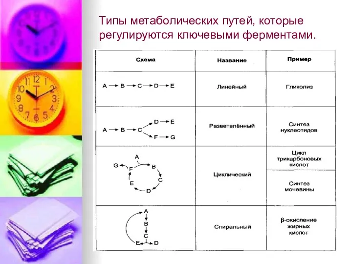 Типы метаболических путей, которые регулируются ключевыми ферментами.