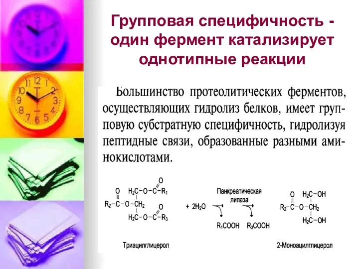 Групповая специфичность -один фермент катализирует однотипные реакции