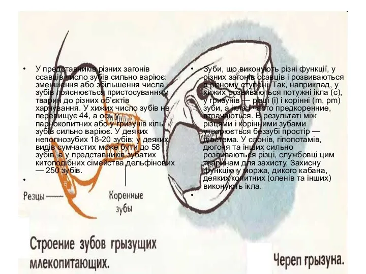 У представників різних загонів ссавців число зубів сильно варіює: зменшення