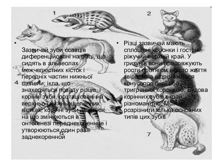 Зазвичай зуби ссавців диференційовані на різці, що сидять в альвеолах
