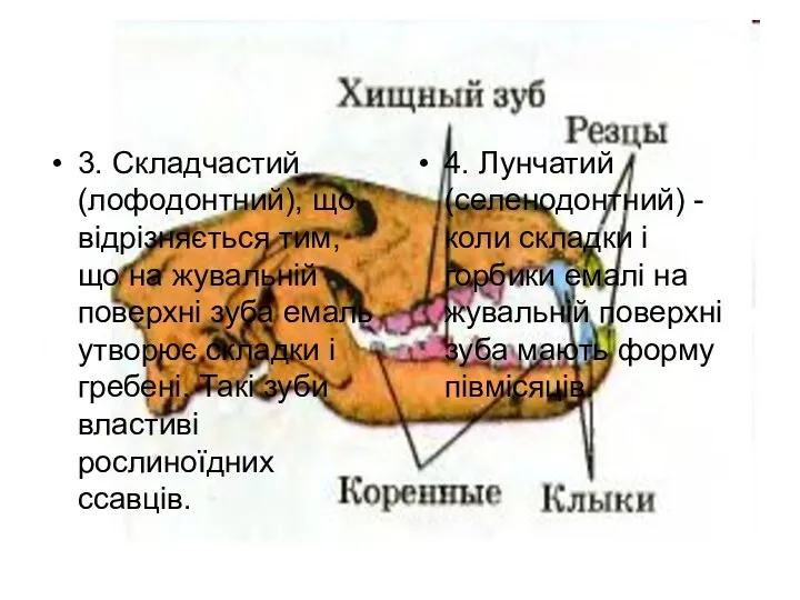 3. Складчастий (лофодонтний), що відрізняється тим, що на жувальній поверхні