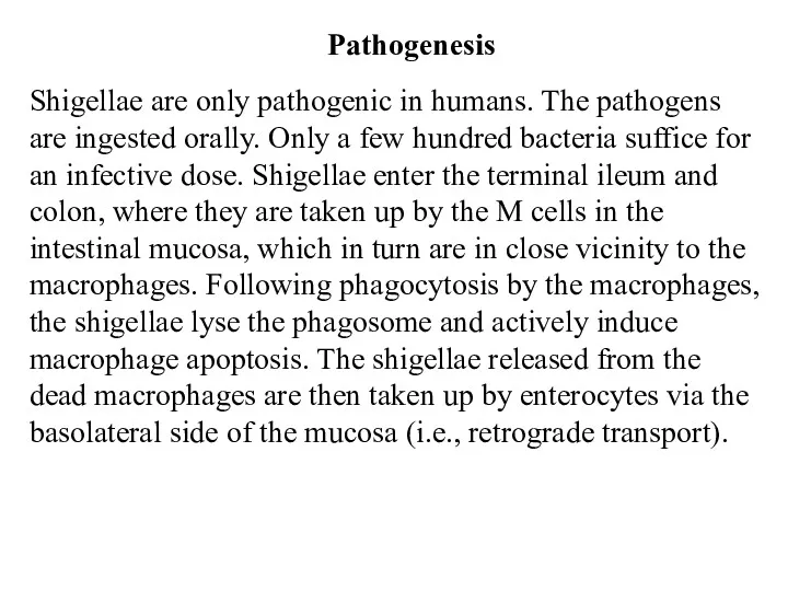 Shigellae are only pathogenic in humans. The pathogens are ingested orally. Only a