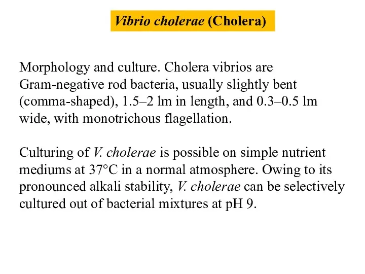 Vibrio cholerae (Cholera) Morphology and culture. Cholera vibrios are Gram-negative
