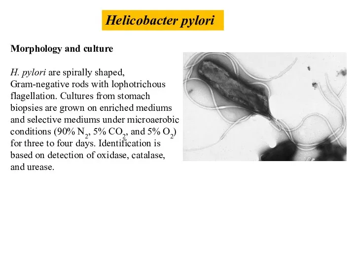 Helicobacter pylori Morphology and culture H. pylori are spirally shaped,
