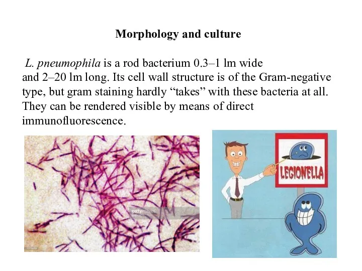 Morphology and culture L. pneumophila is a rod bacterium 0.3–1 lm wide and