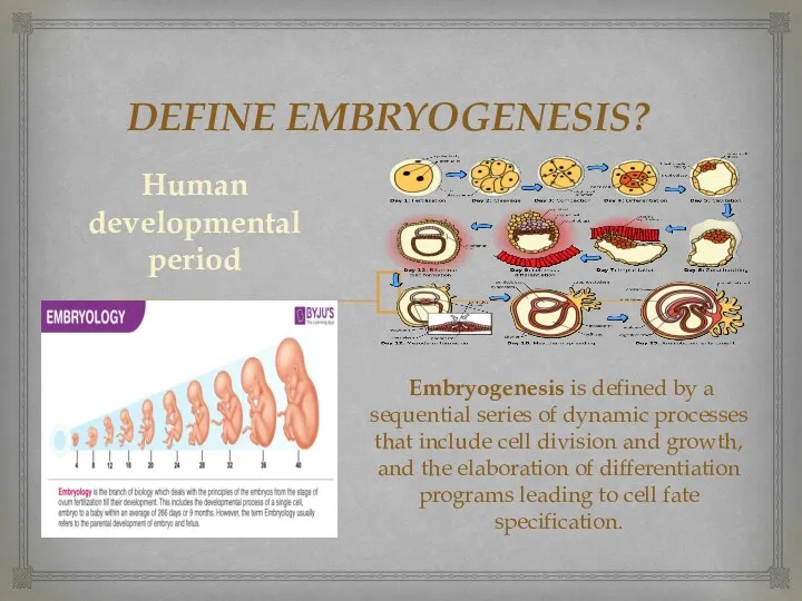 DEFINE EMBRYOGENESIS? Embryogenesis is defined by a sequential series of