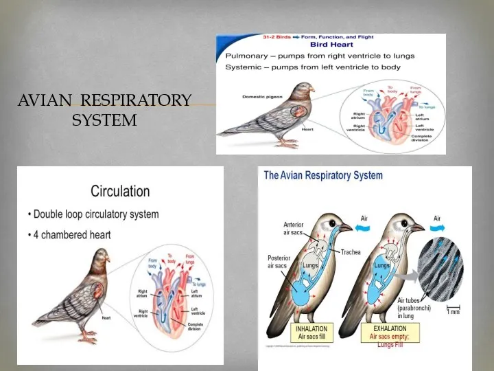 AVIAN RESPIRATORY SYSTEM