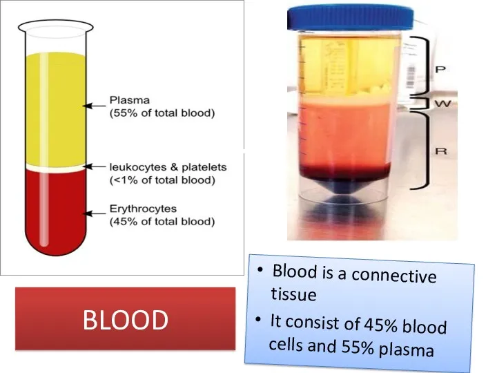 BLOOD Blood is a connective tissue It consist of 45% blood cells and 55% plasma