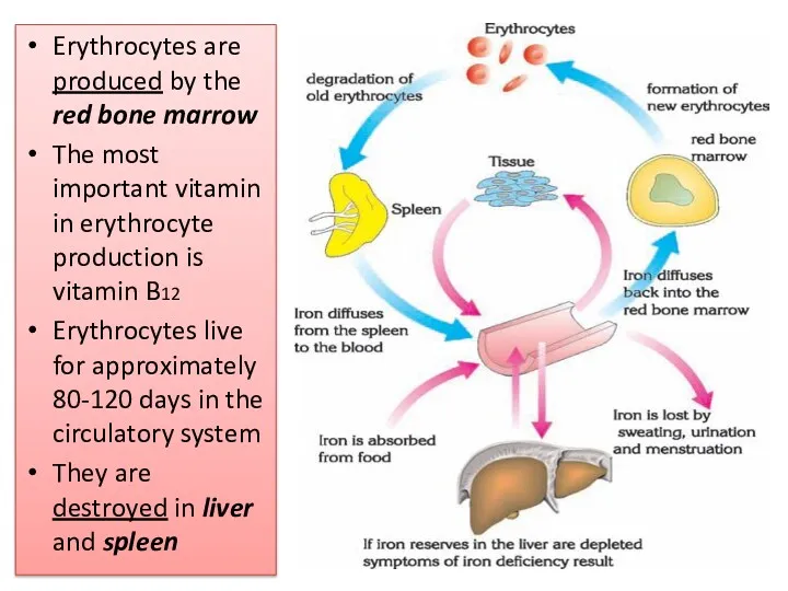 Erythrocytes are produced by the red bone marrow The most