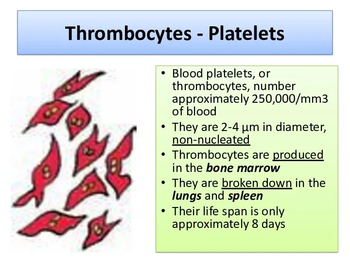 Thrombocytes - Platelets Blood platelets, or thrombocytes, number approximately 250,000/mm3