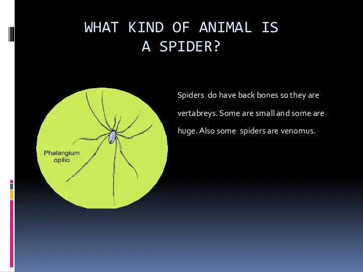WHAT KIND OF ANIMAL IS A SPIDER? Spiders do have