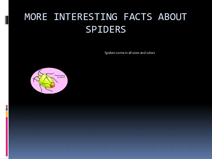 MORE INTERESTING FACTS ABOUT SPIDERS Spiders come in all sizes and colors