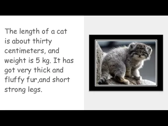 Тhe length of a cat is about thirty centimeters, and weight is 5