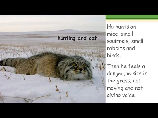 hunting and cat He hunts on mice, small squirrels, small rabbits and birds.