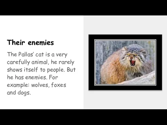 Their enemies The Pallas’ cat is a very carefully animal, he rarely shows