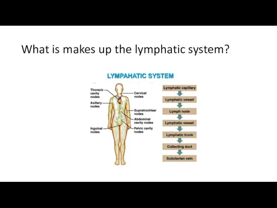 What is makes up the lymphatic system?