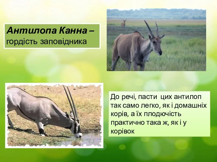 Антилопа Канна – гордість заповідника До речі, пасти цих антилоп