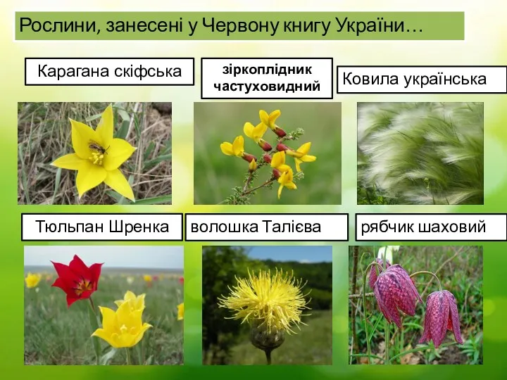 Рослини, занесені у Червону книгу України… Карагана скіфська зіркоплідник частуховидний