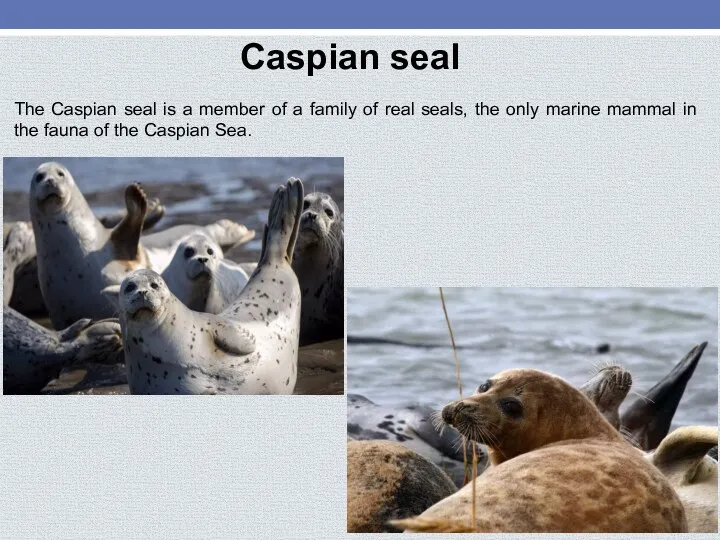 Caspian seal The Caspian seal is a member of a