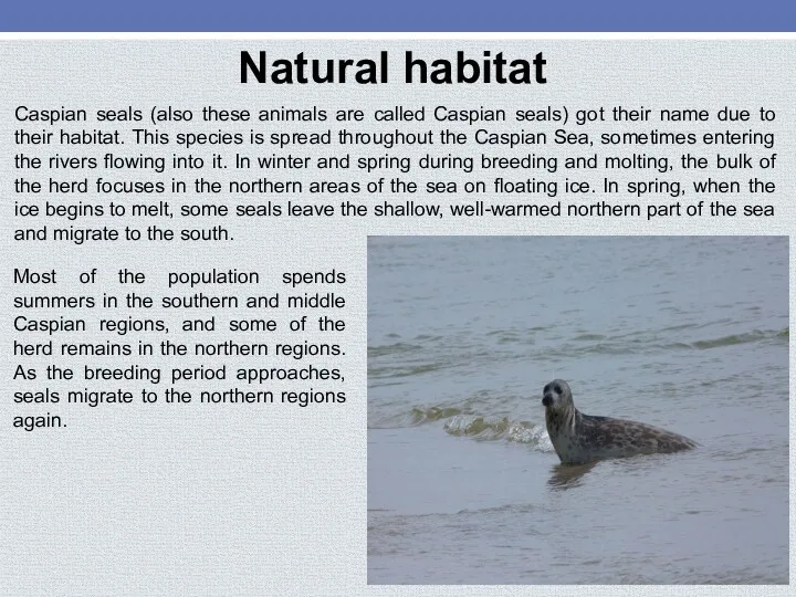 Natural habitat Caspian seals (also these animals are called Caspian
