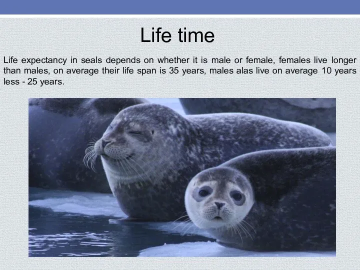 Life time Life expectancy in seals depends on whether it