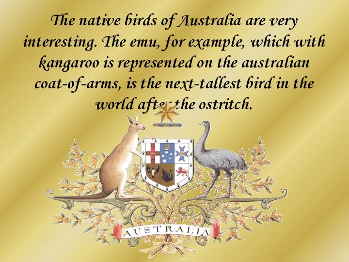 The native birds of Australia are very interesting. The emu, for example, which