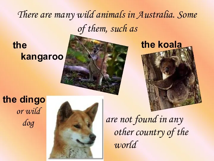 There are many wild animals in Australia. Some of them, such as the