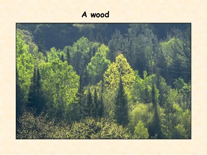 A wood