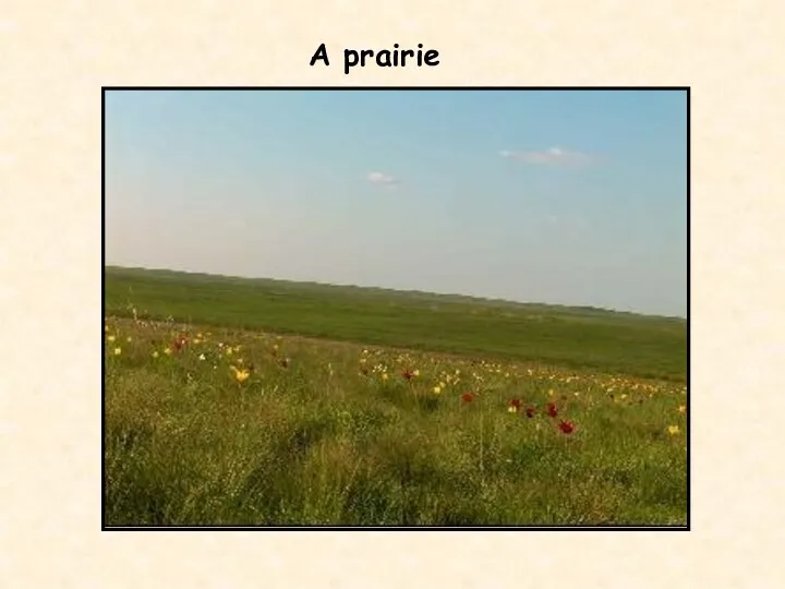 A prairie