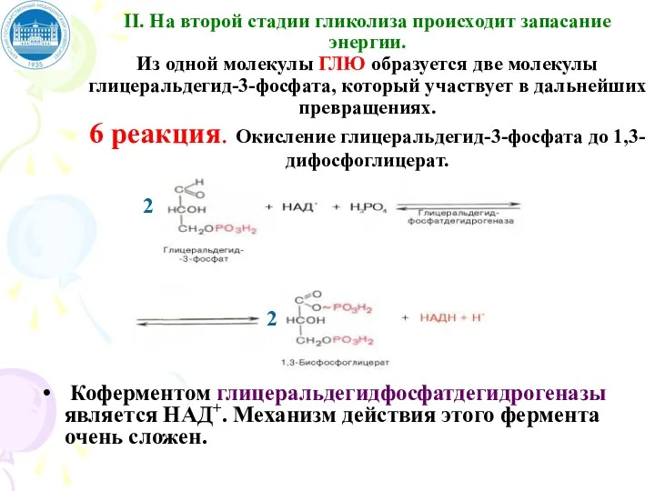 II. На второй стадии гликолиза происходит запасание энергии. Из одной