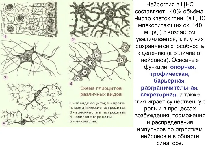 Нейроглия в ЦНС составляет - 40% объёма. Число клеток глии