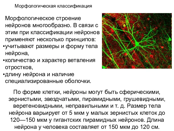 Морфологическая классификация Морфологическое строение нейронов многообразно. В связи с этим