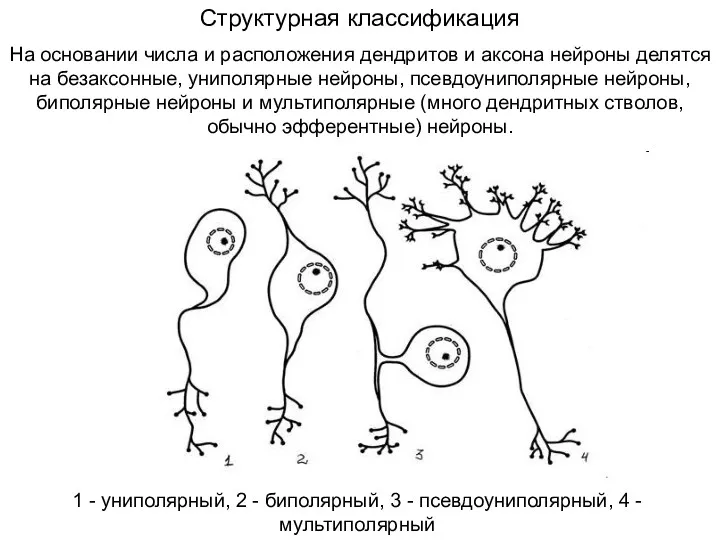 1 - униполярный, 2 - биполярный, 3 - псевдоуниполярный, 4