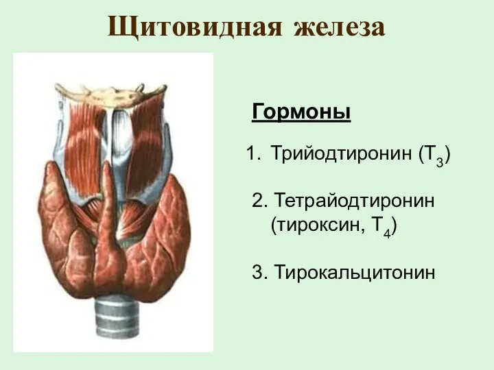 Щитовидная железа Гормоны Трийодтиронин (Т3) 2. Тетрайодтиронин (тироксин, Т4) 3. Тирокальцитонин