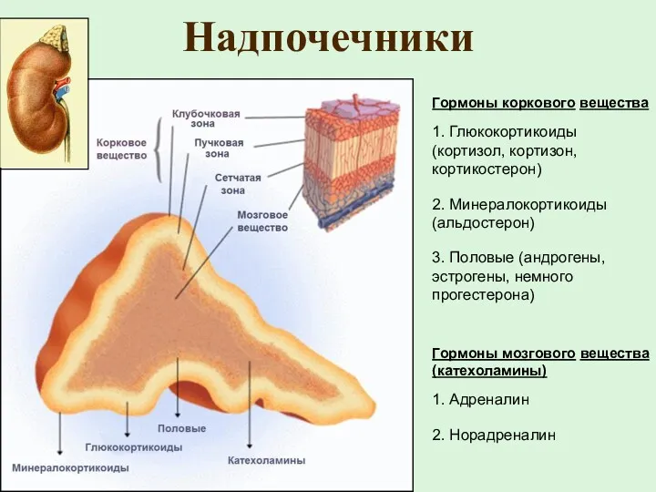 Надпочечники Гормоны коркового вещества 1. Глюкокортикоиды (кортизол, кортизон, кортикостерон) 2.