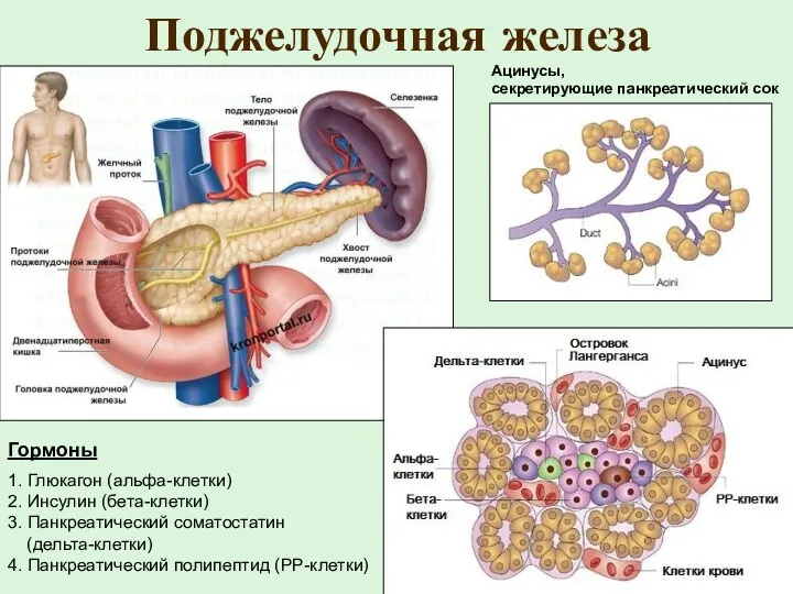 Поджелудочная железа Ацинусы, секретирующие панкреатический сок Гормоны 1. Глюкагон (альфа-клетки)